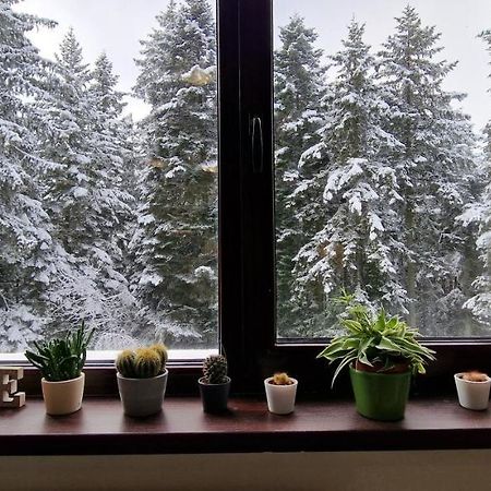 Pine Tree Apartment / Borovets Gardens Zewnętrze zdjęcie